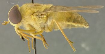Media type: image;   Entomology 29904 Aspect: habitus lateral view